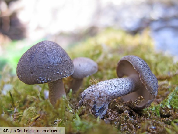 Lentinus substrictus