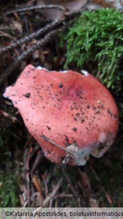 Russula