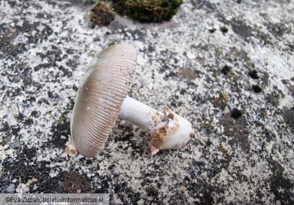 Amanita alseides