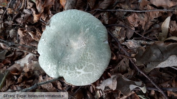 Russula virescens