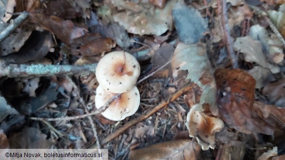 Hygrophorus discoideus