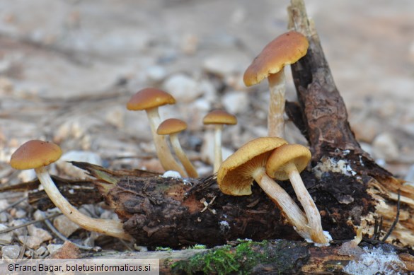 Gymnopilus penetrans