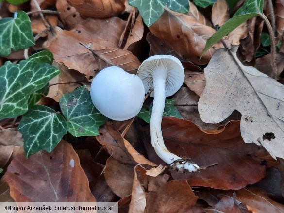 Hygrophorus eburneus