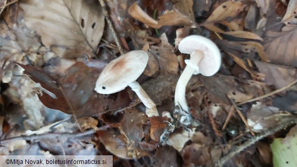 Agaricus dulcidulus