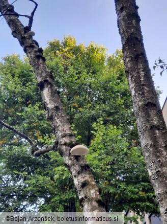 Piptoporus betulinus