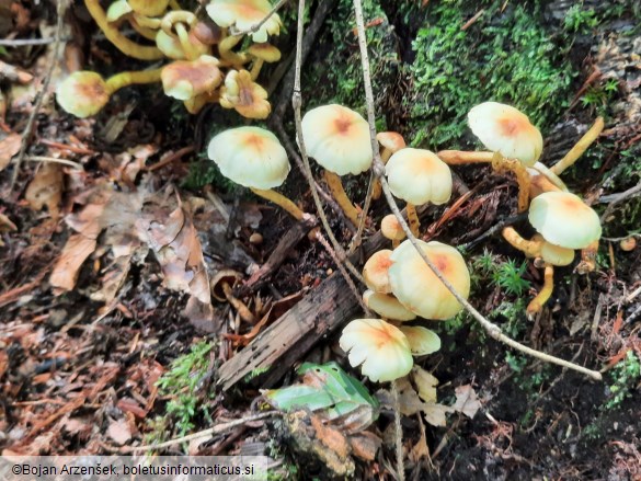 Hypholoma fasciculare var. pusillum