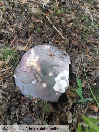 Russula cyanoxantha