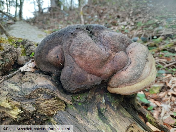 Phellinus hartigii