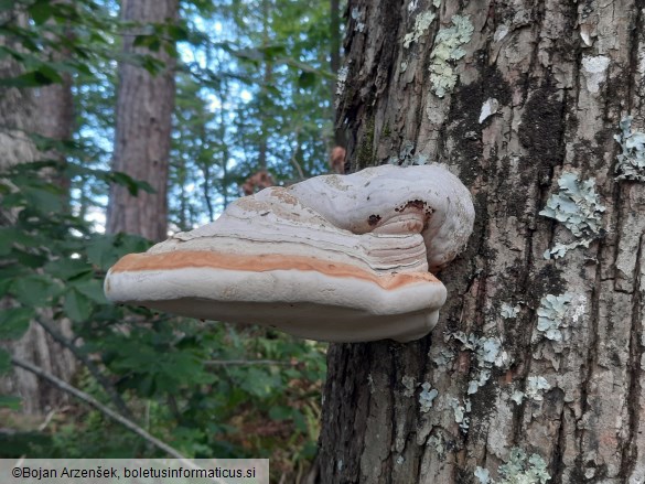 Fomes fomentarius