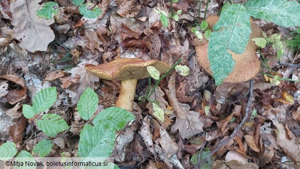 Suillus variegatus