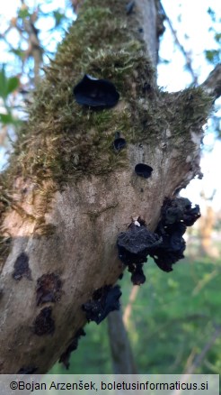 Auricularia auricula-judae