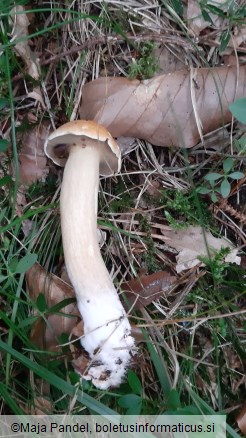 Suillus variegatus