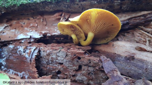 Tricholomopsis decora