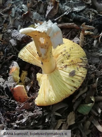 Amanita caesarea