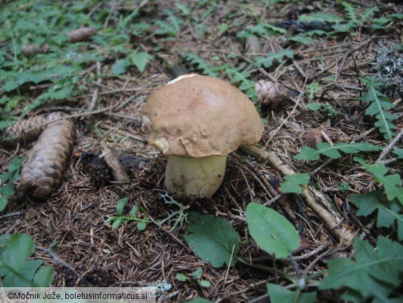 Butyriboletus subappendiculatus