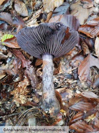 Cortinarius violaceus