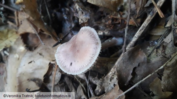 Mycena pura