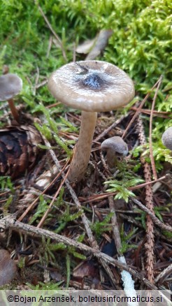 Hygrophorus olivaceoalbus