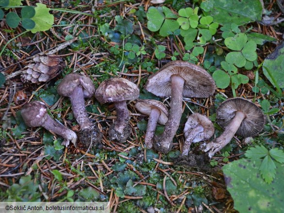 Lepiota fuscovinacea
