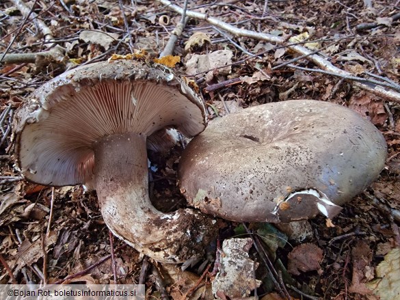 Russula albonigra