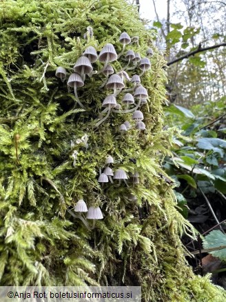 Coprinellus disseminatus