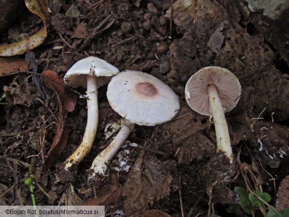 Agaricus semotus