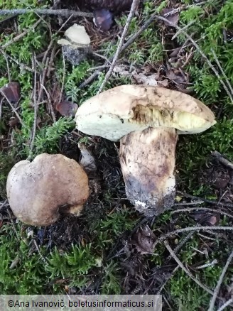 Butyriboletus appendiculatus