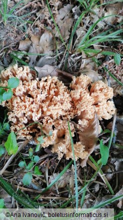 Ramaria formosa