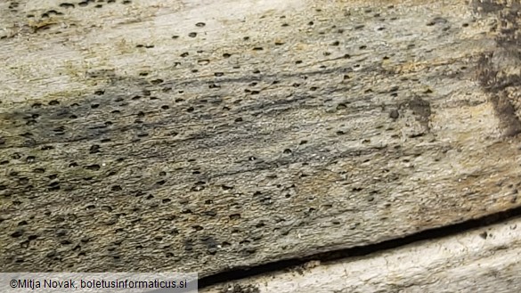 Lophiostoma viridarium