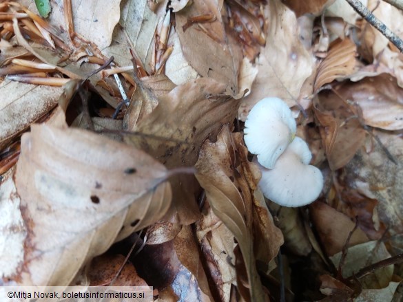 Mycena rosea