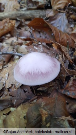 Mycena rosea