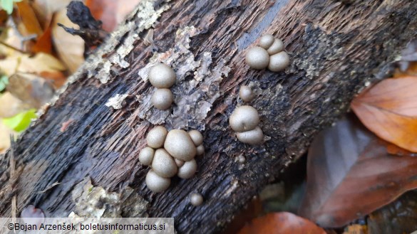 Lycogala epidendrum