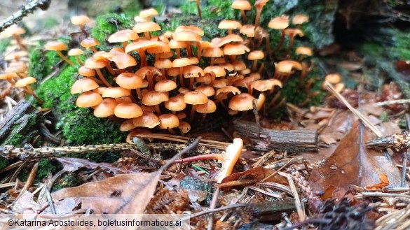 Xeromphalina campanella