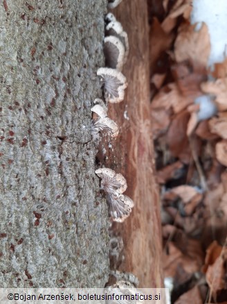 Schizophyllum commune