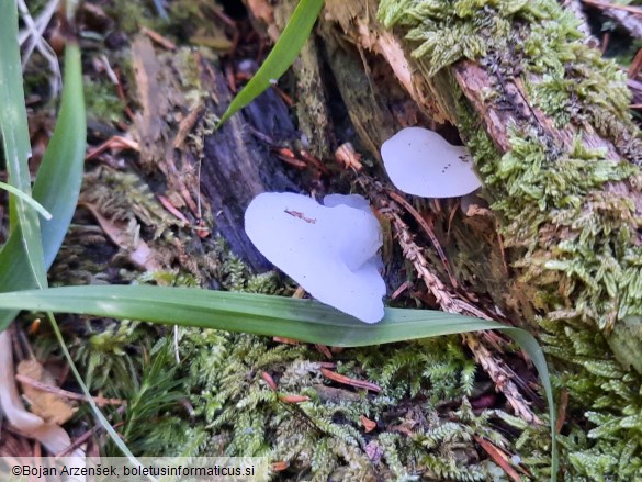 Pseudohydnum gelatinosum