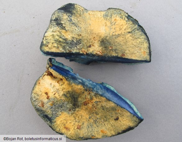 Gyroporus cyanescens