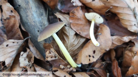 Pluteus romellii