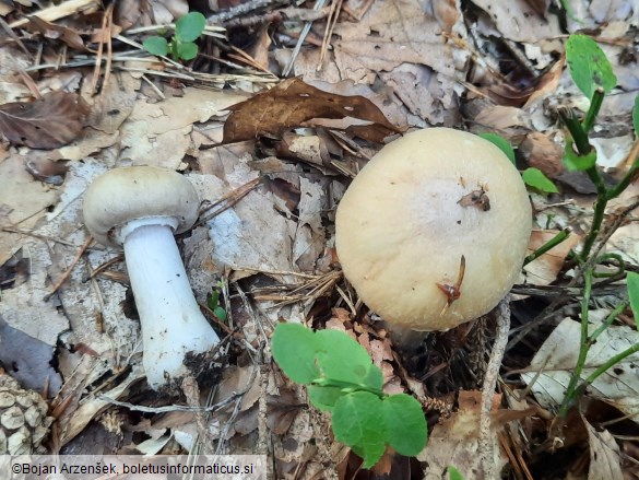 Cortinarius caperatus