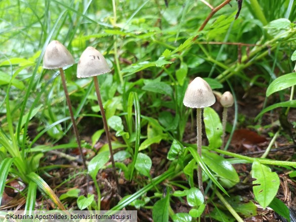 Panaeolus papilionaceus