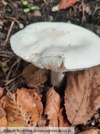 Leucoagaricus leucothites