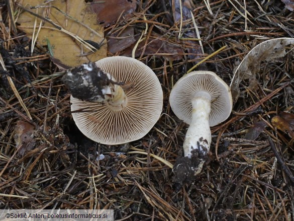 Cortinarius cliduchus