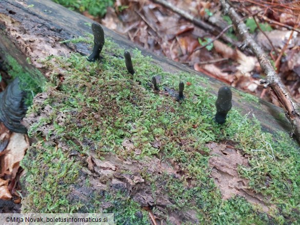 Xylaria longipes