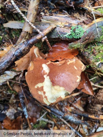 Boletus badius