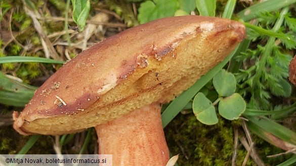 Xerocomus silwoodensis