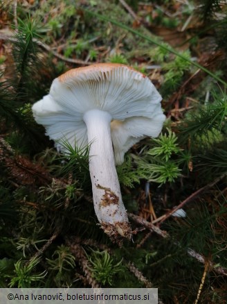 Russula decolorans