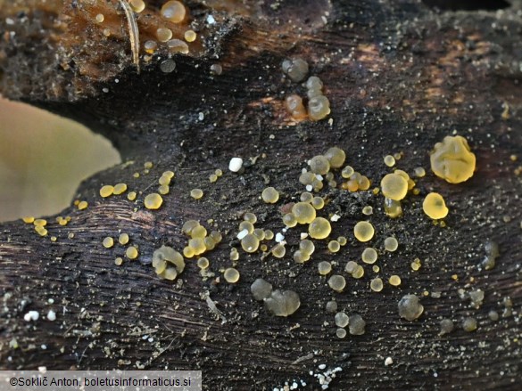 Dacrymyces capitatus