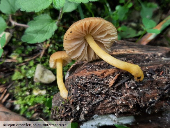 Pluteus romellii