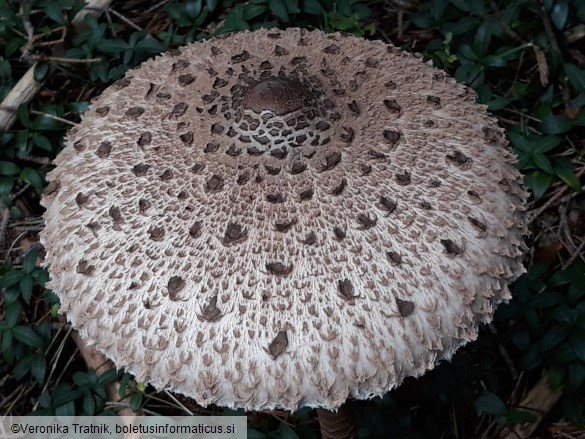 Macrolepiota procera