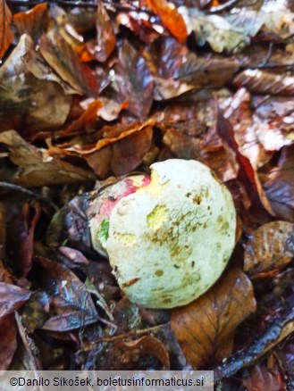 Boletus rhodoxanthus