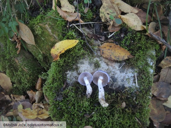 Cortinarius salor